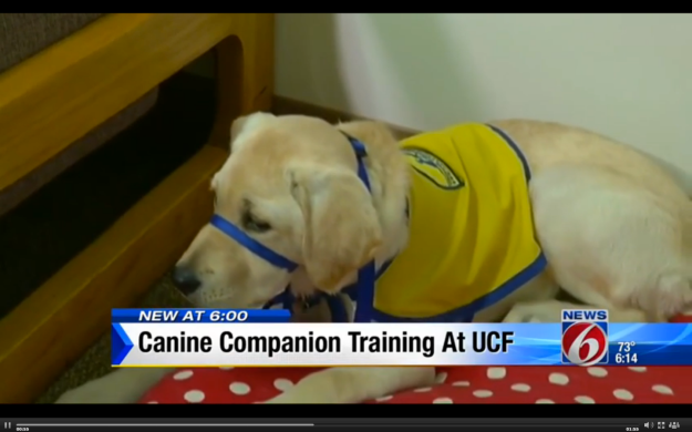 ORLANDO, Fla. - There is a new student enrolled at the University of Central Florida this semester. She might be young and even a bit furry, but that isn't stopping the pup from working toward her own very special degree. The puppy, 5-month-old Robin, is the first assistance dog in training living on the UCF campus. It's all part of a new partnership UCF has with Canine Companions for Independence. Robin's roommate and student trainer is sophomore Morgan Bell, who will volunteer her time over the next year training Robin on over 30 commands and basic obedient skills, including walking on a leash and behaving in public.Bell explained the first time she saw Robin. "She was just this sleepy little nugget," Bell said. "Like, she was in her kennel and all curled up. It was love at first sight." Bell rattled off the commands Robin knows?. "So far she knows her name, down, sit, dress, kennel," Bell said. The dynamic duo will be seen around campus as Robin learns to socialize in different environments. It can include meeting strangers, attending classes and other social situations, giving her the opportunity to experience the real world around her. "We raise assistant dogs to individuals with developmental disabilities or other injuries," said LeAnn Sieffereman, Canine Companion's Puppy Program manager. So the duo will have to part ways eventually, as Robin will move on to care and support someone in need. ?"Just thinking she is going to go and help someone else is, she's given me, and I want her to give that to someone, too," Bell said. ? Robin will stay at UCF for another year before she graduates to her master's degree and then hopefully finds a match.